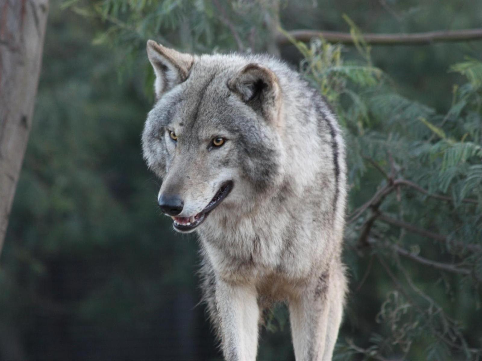 Tsitsikamma Wolf Sanctuary Eco Cabins & Teepees Stormsrivier Zewnętrze zdjęcie