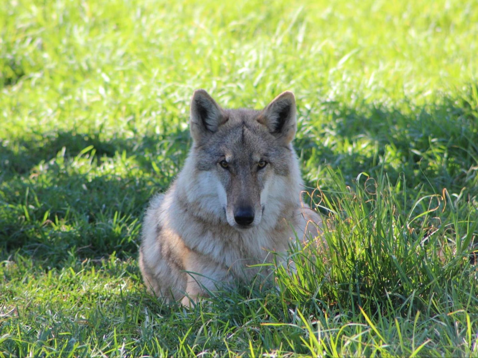 Tsitsikamma Wolf Sanctuary Eco Cabins & Teepees Stormsrivier Zewnętrze zdjęcie