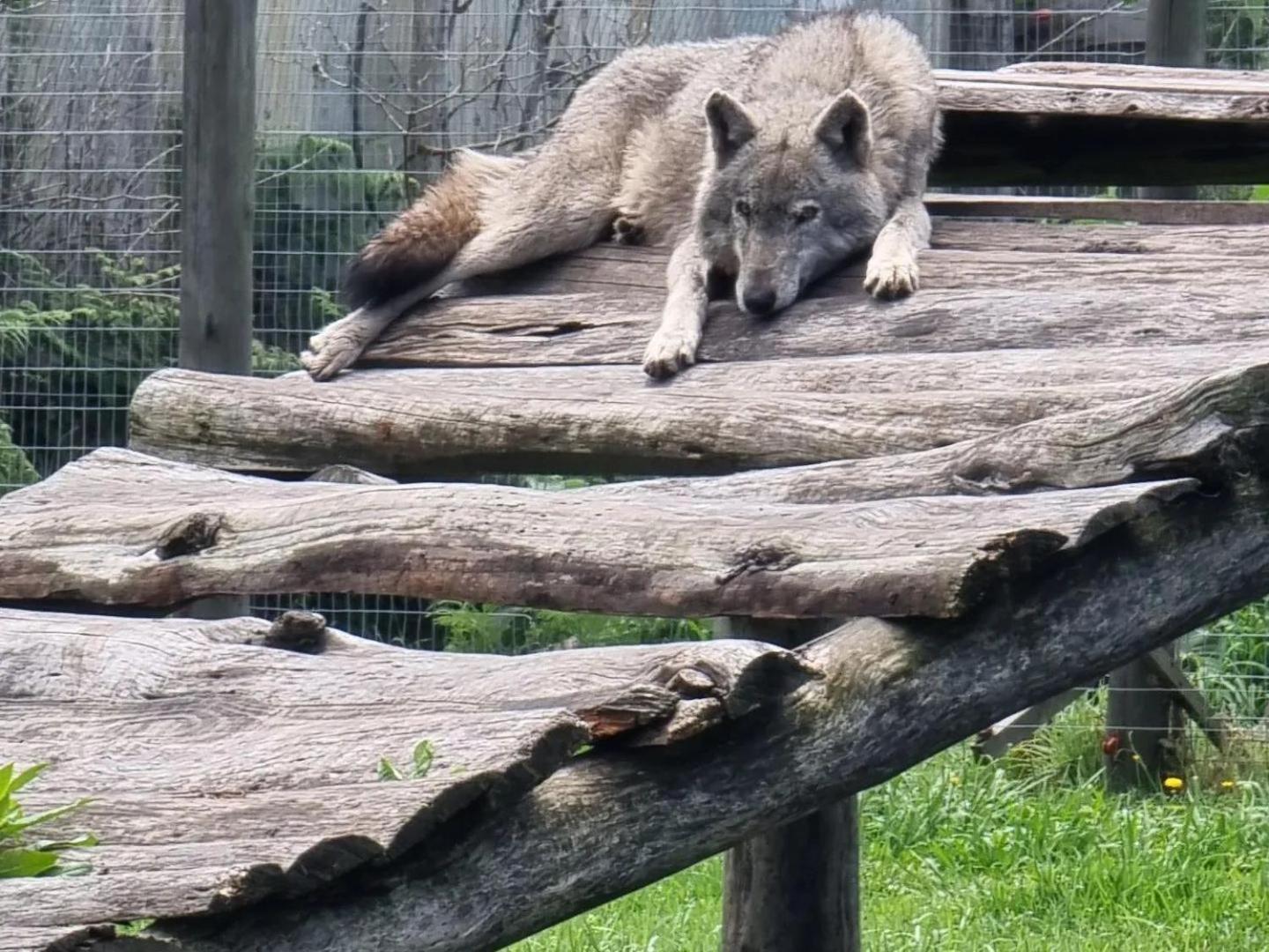 Tsitsikamma Wolf Sanctuary Eco Cabins & Teepees Stormsrivier Zewnętrze zdjęcie