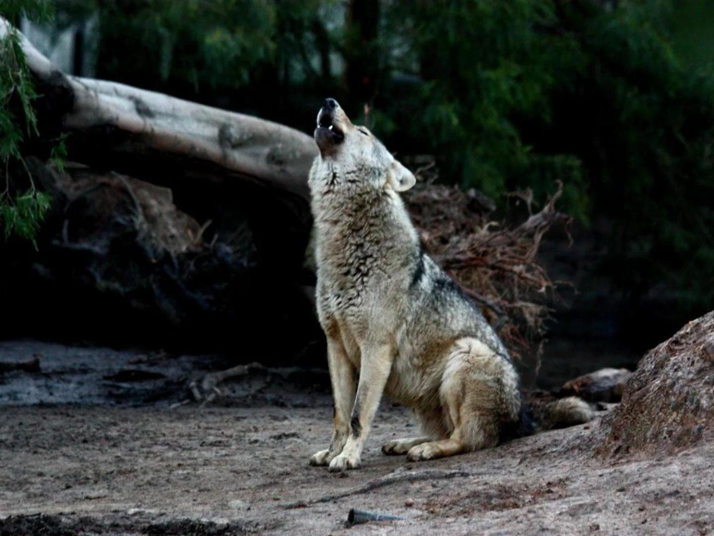 Tsitsikamma Wolf Sanctuary Eco Cabins & Teepees Stormsrivier Zewnętrze zdjęcie