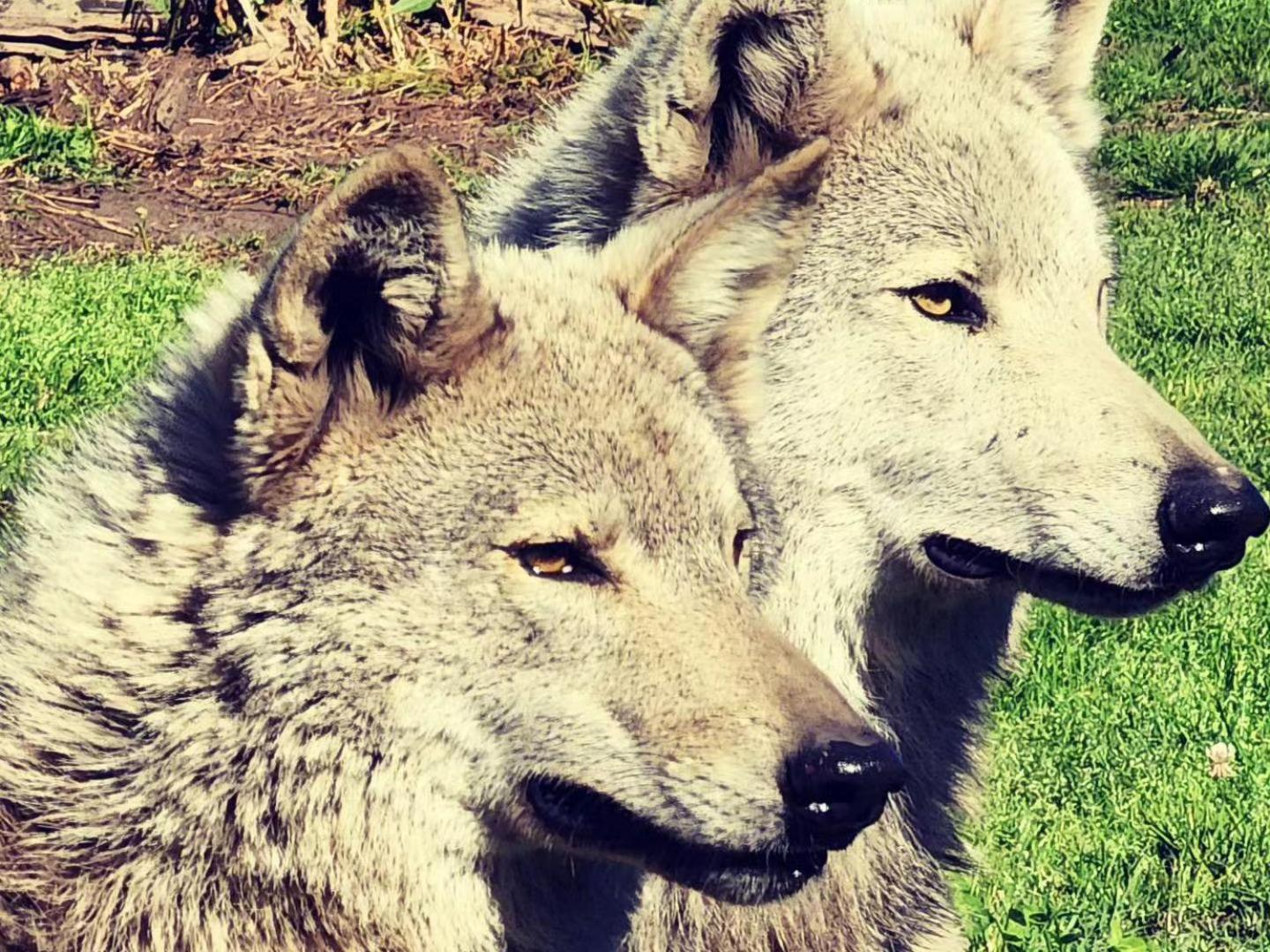 Tsitsikamma Wolf Sanctuary Eco Cabins & Teepees Stormsrivier Zewnętrze zdjęcie